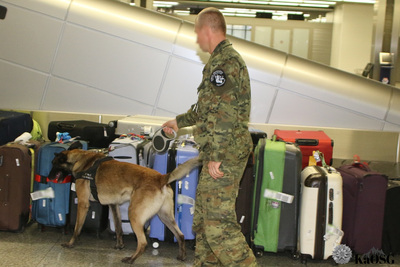 Funkcjonariusz Straży Granicznej z psem służbowym podczas wykonywania czynności służbowych na lotnisku Funkcjonariusz Straży Granicznej z psem służbowym podczas wykonywania czynności służbowych na lotnisku