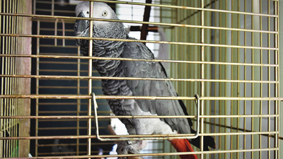 Papuga, którą przewozil obywatel Estonii 