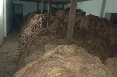 Ujawniony susz tytoniowy 