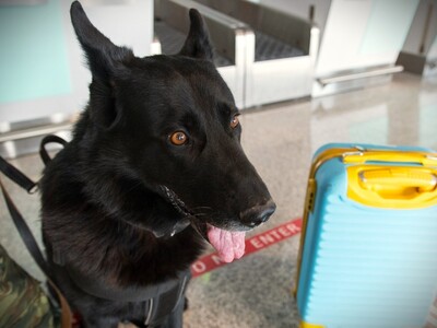 Pracowity weekend na lotnisku w Katowicach-Pyrzowicach Pracowity weekend na lotnisku w Katowicach-Pyrzowicach