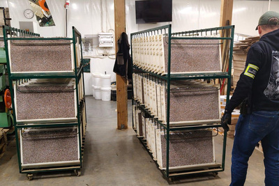 Zlikwidowana fabrykę nielegalnych papierosów 